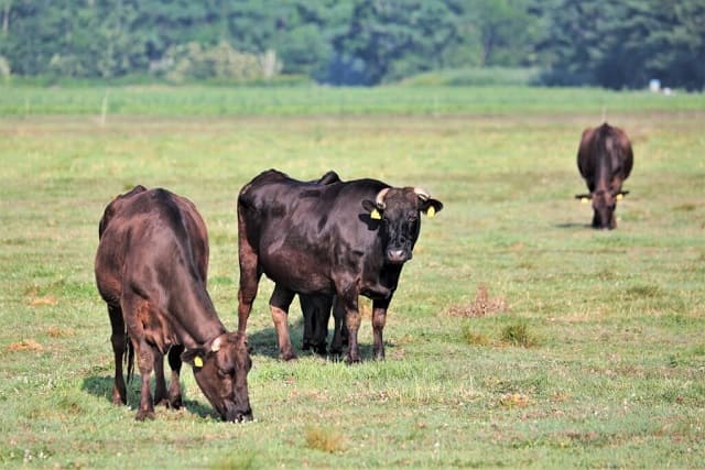 黒毛和種の牛